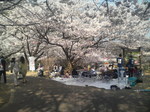 花見イベント写真2